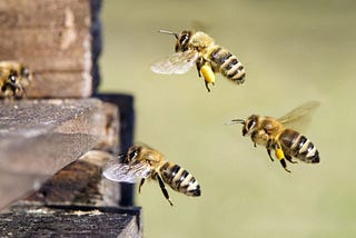 Dwindling Bees