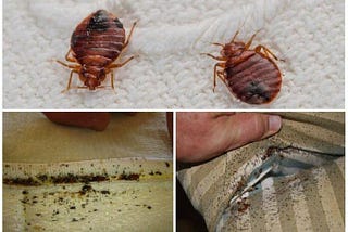 How to get bedbugs out of the apartment and get rid of them yourself?