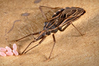 Chagas Disease More Prevalent in US Than Thought
