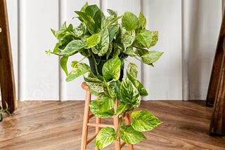 Snow Queen Pothos For Your Home