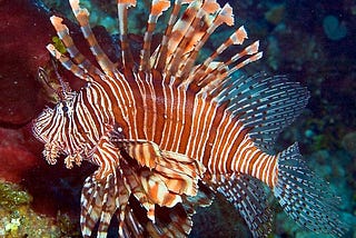 My experience with an invasive species; the lionfish