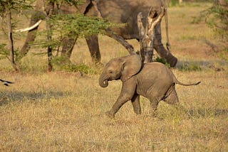 What You Can Learn About Presenting From A Samburu Warrior