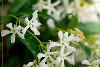 Il Trachelospermum jasminoides