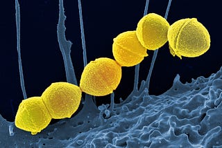 Colorized scanning electron micrograph of spherical Group A Streptococcus (Streptococcus pyogenes) bacteria and a human neutrophil. Credit: NIAID