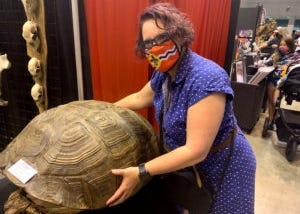 Giant Tortoise Shell at St. Louis Oddities and Curiosities Expo