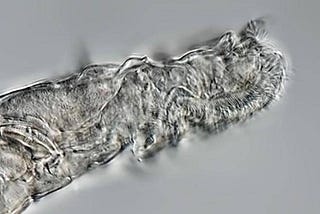 Scientists Thaw Live Organisms That Have Been Frozen In Siberian Permafrost For 24,000 Year