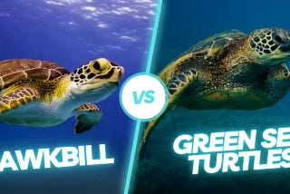 How to Differ Green Sea Turtle vs Hawksbill?