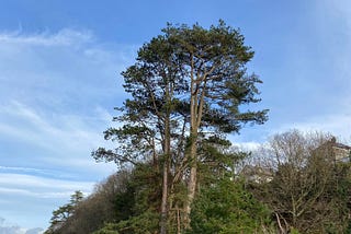 Scots pine (Pinus sylvestris)