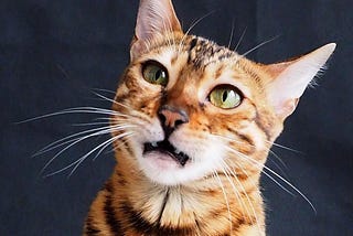 My face when huparents say we’ll go to the vet soon 
simbathebengal.com #simbabengal