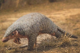 Protecting pangolins from being eaten to extinction
