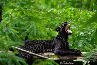 Jungle Book Comes Alive in Pench Tiger Reserve