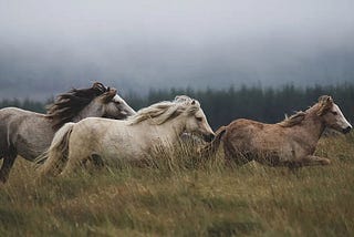 In Times of Crisis, Follow The Horses