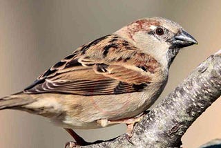 Top 5 Pest Birds of Australia and South America