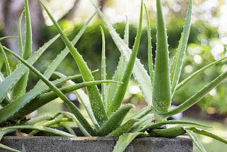 Aloe Vera: a universal panacea?