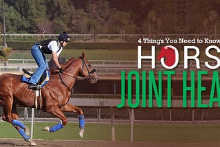 4 Things You Need to Know about Horse Joint Health