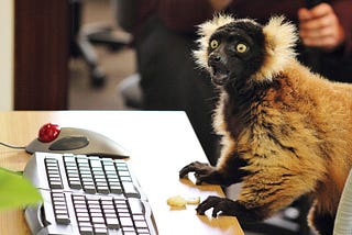 Surprised black and tan lemur at a computer keyboard with mouth agape