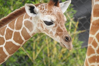 1_FWZ giraffe calf 1