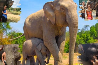 What It’s Like To Spend A Day At An Elephant Sanctuary