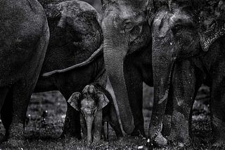 ELEPHANT PICTURES