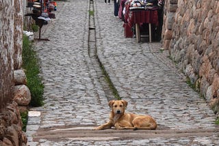 Mysterious South American Mutts