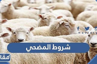 ما شروط المضحي في عيد الأضحى