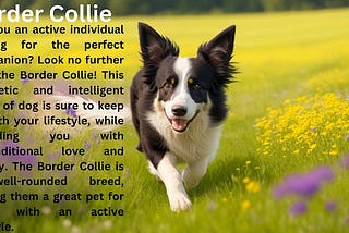 Why a Border Collie is the Perfect Pet for Active Individuals