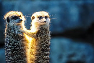 Fake News and Game Theory: Meerkats