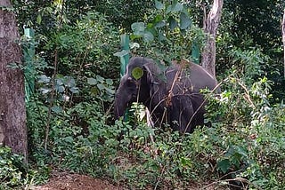 Aromagraphy of Nature & Wildlife