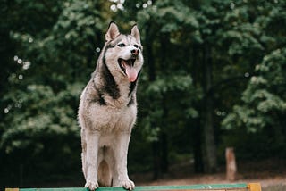 10 Most Famous Animals in US History