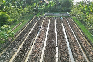 Persiapan Bedengan untuk Bawang
