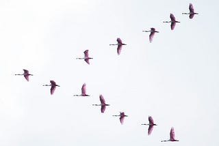 birds in migration formation