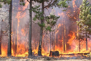 The Impact of Wildfires on Soil and Water Quality