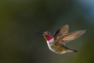 Joyas Voladoras, a though provoker