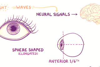 Anatomy and Physiology of the eye