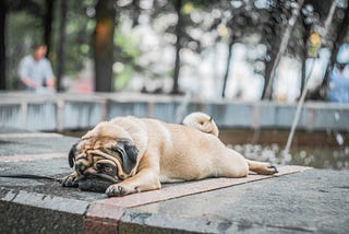 Pug: Breed Spotlight