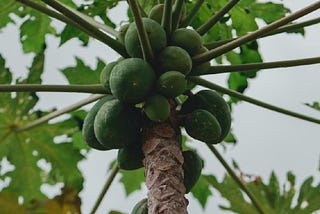 Papaya