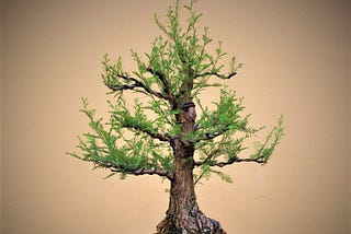 Bald Cypress Bonsai: Discovering the Magic of Miniature Trees