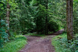 a forest path with a fork