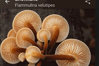 The Best Mushroom Identification App: Top 3 Reviewed