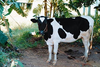 India’s dairy sector has emerged as the lifeline of India’s rural economy