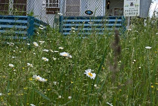 Lawns