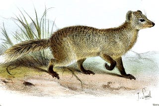 The Talking Mongoose Case