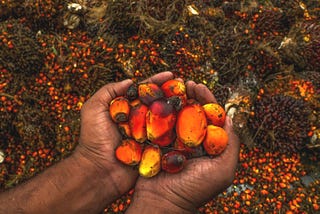 Palm Oil Deforestation: Seeing the Wood for the Trees