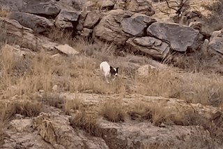 Stray Dog