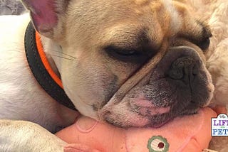 Sweet Dreams: Is Sleeping Next To Your Dog Good For You?
