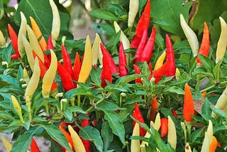 Companion Plants for Peppers to Increase Yield — Gardener Dude