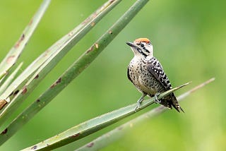 Types of Woodpeckers