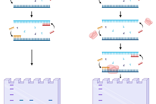 SNP Genotyping Enhancements: From Traditional PCR to Double Helix Structural Oligonucleotides…