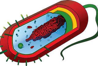 BACTERIA: WHAT ARE THEY? ARE THEY HARMFUL OR USEFUL?
