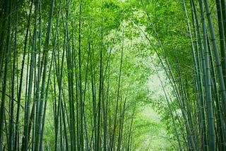 How Eco-friendly are Bamboo Products? Know the Truth